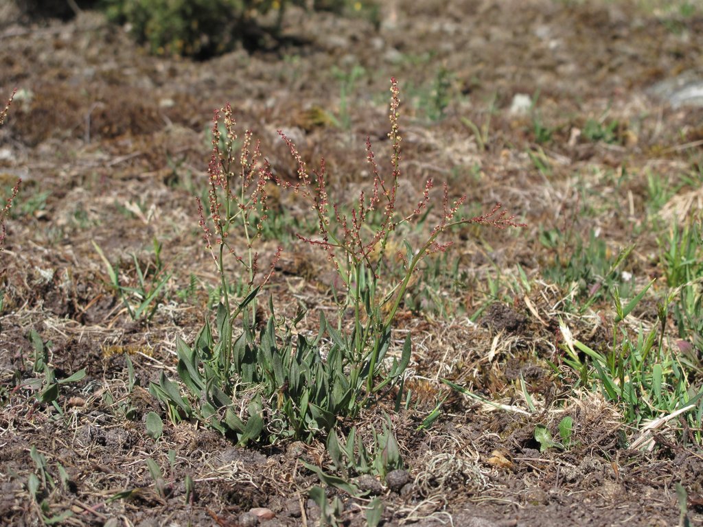 Rumex acetosella